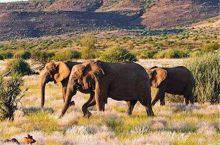 damaraland - African elephant (Loxodonta africana), Damaraland, Kunene Region, Namibia, Africa Stock Photo - Rights-Managed, Code: 841-06342701