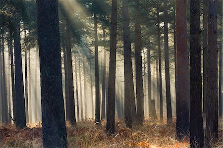 simsearch:841-06031530,k - Mist in a pine wood, New Forest National Park, Hampshire, England, United Kingdom, Europe Stock Photo - Rights-Managed, Code: 841-06343367