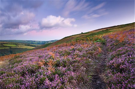 simsearch:841-06343474,k - Footpath winding through carpet of flowering heather on Trentishoe Down, Exmoor National Park, Devon, England, United Kingdom, Europe Stock Photo - Rights-Managed, Code: 841-06343392