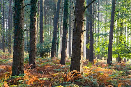 simsearch:841-06031530,k - Misty autumn morning in a pine wood near Webber's Post, Exmoor National Park, Somerset, England, United Kingdom, Europe Stock Photo - Rights-Managed, Code: 841-06343408