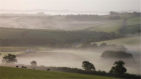 simsearch:841-07590142,k - Dairy cattle graze in misty farmland near Crediton, Mid Devon, England, United Kingdom, Europe Stock Photo - Rights-Managed, Code: 841-06343401