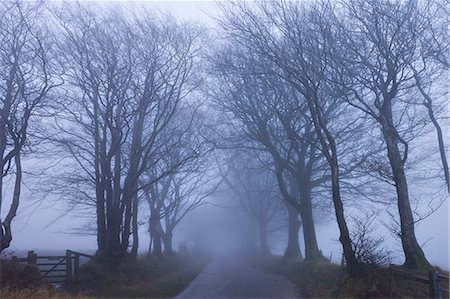simsearch:841-06031530,k - Foggy winter morning along a tree lined lane near Northmoor Common, Exmoor National Park, Somerset, England, United Kingdom, Europe Stock Photo - Rights-Managed, Code: 841-06343436
