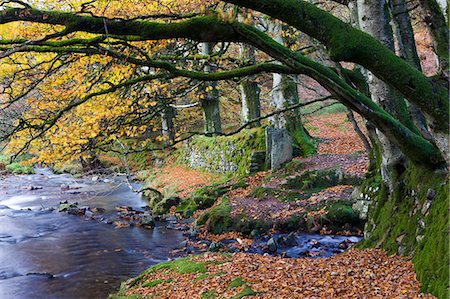 Autumn scenes beside Oare Water near Robbers Bridge, Exmoor National Park, Somerset, England, United Kingdom, Europe Stock Photo - Rights-Managed, Code: 841-06343433