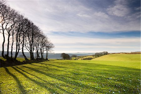 simsearch:841-06343474,k - Beech tree hedge in Exmoor National Park, Devon, England, United Kingdom, Europe Stock Photo - Rights-Managed, Code: 841-06343446