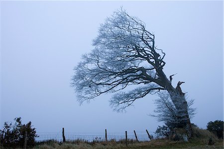 simsearch:841-06031530,k - Windswept tree coated in hoar frost on foggy evening at Raddon Hill, Devon, England, United Kingdom, Europe Stock Photo - Rights-Managed, Code: 841-06343447