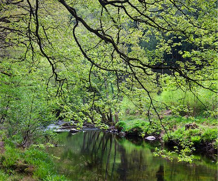 simsearch:841-06343474,k - River Teign flowing through Spring woodland near Fingle Bridge, Dartmoor National Park, Devon, England, United Kingdom, Europe Stock Photo - Rights-Managed, Code: 841-06343478