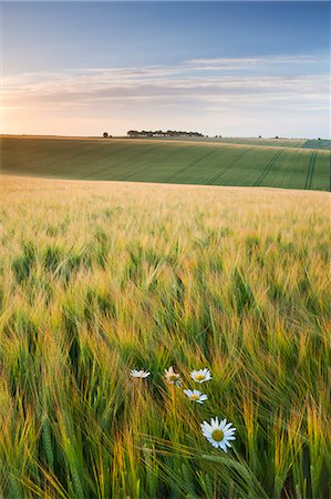 Daisies and barley field in summer, Cheesefoot Head, South Downs National Park, Hampshire, England, United Kingdom, Europe Stock Photo - Rights-Managed, Code: 841-06343539