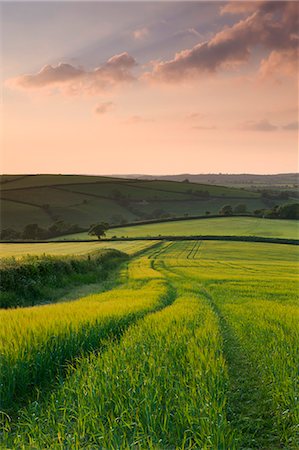 simsearch:841-07783088,k - Summer crops growing in a field near Lanreath, Cornwall, England, United Kingdom, Europe Stock Photo - Rights-Managed, Code: 841-06343532