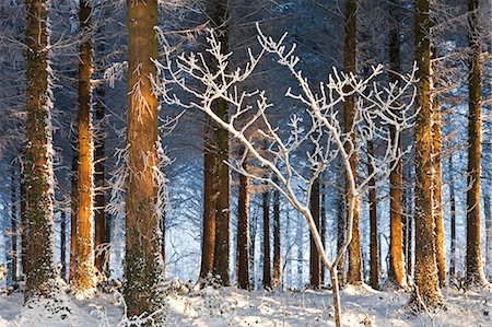 simsearch:700-03768721,k - Morning sunlight illuminates a snow covered pine woodland, Morchard Bishop, Devon, England, United Kingdom, Europe Stock Photo - Rights-Managed, Code: 841-06343576