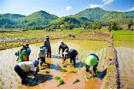 simsearch:841-07204251,k - Planting rice in the hills near Chiang Rai, Thailand, Southeast Asia, Asia Stock Photo - Rights-Managed, Code: 841-06445183