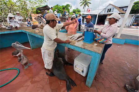 south american woman - Local fish market, Puerto Ayora, Santa Cruz Island, Galapagos Island Archipelago, Ecuador, South America Stock Photo - Rights-Managed, Code: 841-06445356