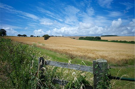 simsearch:841-07783088,k - The South Downs Way, Hampshire, England, United Kingdom, Europe Stock Photo - Rights-Managed, Code: 841-06445872