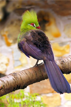 Livingstone's Turaco (Tauraco livingstonii) a species of bird in the Musophagidae family, living in the lowlands of southeast Africa, in captivity in the United Kingdom, Europe Stock Photo - Rights-Managed, Code: 841-06445903