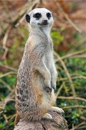 suricata suricatta - Meerkat (Suricata suricatta). a small mammal belonging to the mongoose family, in captivity, United Kingdom, Europe Stock Photo - Rights-Managed, Code: 841-06445917