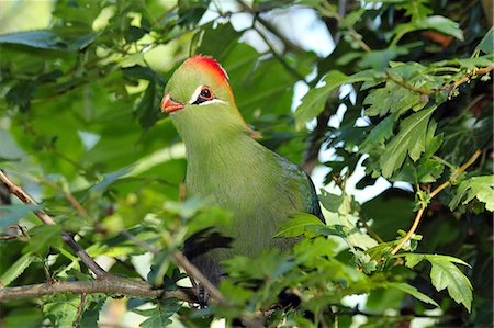 Touraco de Fischer (Tauraco fischeri), famille des Musophagidae, trouvé au Kenya, en captivité, Royaume-Uni, Europe Photographie de stock - Rights-Managed, Code: 841-06445910