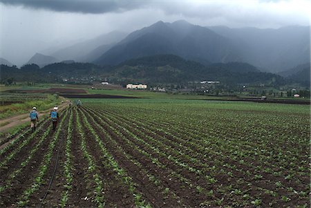 View of an agricultural valley near Constanza, Dominican Republic, Central America Stock Photo - Rights-Managed, Code: 841-06446076