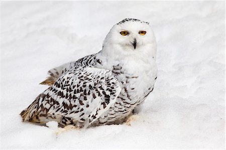 snowy owl - Snowy owl (Nictea scandiaca) female, captive, United Kingdom, Europe Stock Photo - Rights-Managed, Code: 841-06446157