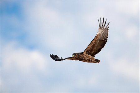 Tawny eagle (Aquila rapax) in flight, Kgalagadi Transfrontier Park, South Africa, Africa Stock Photo - Rights-Managed, Code: 841-06446166