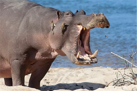 eastern transvaal - Hippopotamus (Hippopotamus amphibius), Kruger National Park, Mpumalanga, South Africa, Africa Stock Photo - Rights-Managed, Code: 841-06446196