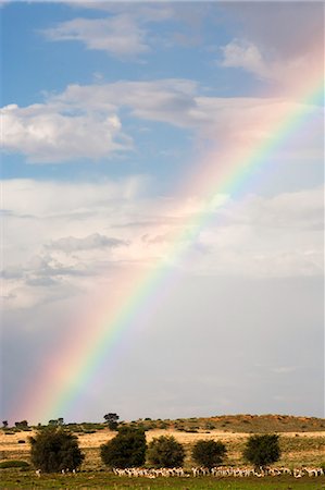 rainbow - Troupeau de springbok (Antidorcas marsupialis) dans le paysage, avec l'arc en ciel, Kgalagadi Transfrontier Park, Northern Cape, Afrique du Sud, Afrique Photographie de stock - Rights-Managed, Code: 841-06446190