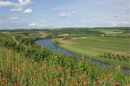 Coquelicots et vignobles le long de la frontière entre le Luxembourg et l'Allemagne, séparées par la rivière Moselle (Moselle), Allemagne, Europe Photographie de stock - Rights-Managed, Code: 841-06446282