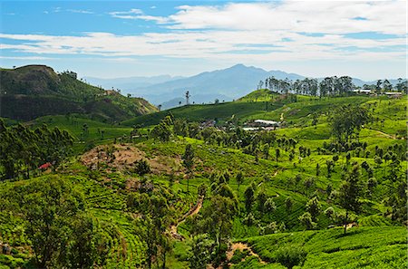 View of tea plantations from Lipton's Seat, Haputale, Sri Lanka, Asia Stock Photo - Rights-Managed, Code: 841-06446725
