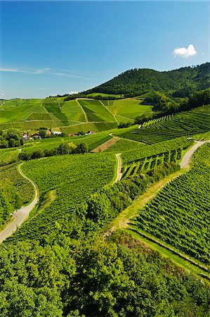 simsearch:841-07590142,k - Vineyards, Ortenberg, Ortenau, Baden-Wurttemberg, Germany, Europe Stock Photo - Rights-Managed, Code: 841-06446745