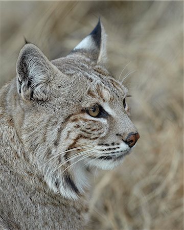 Bobcat (Lynx rufus), Living Desert Zoo And Gardens State Park, New Mexico, United States of America, North America Foto de stock - Con derechos protegidos, Código: 841-06446774
