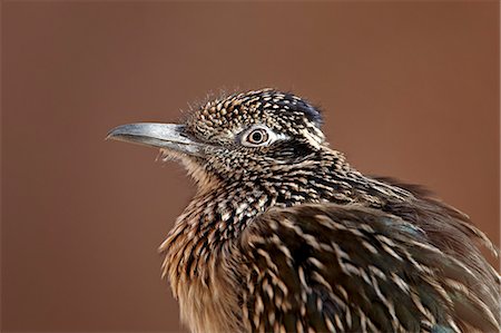 simsearch:841-03674388,k - Greater roadrunner (Geococcyx californianus) in captivity, Living Desert Zoo And Gardens State Park, New Mexico, United States of America, North America Stock Photo - Rights-Managed, Code: 841-06446777