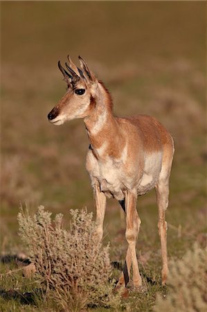 simsearch:841-06446818,k - Pronghorn (Antilocapra americana) buck, Yellowstone National Park, Wyoming, United States of America, North America Stock Photo - Rights-Managed, Code: 841-06446817