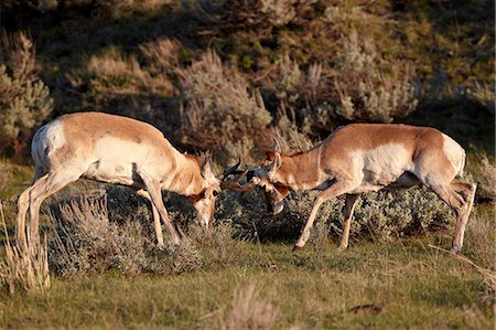 simsearch:841-06446818,k - Two Pronghorn (Antilocapra americana) bucks sparring, Yellowstone National Park, Wyoming, United States of America, North America Stock Photo - Rights-Managed, Code: 841-06446818