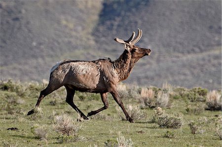 Bull elk (Cervus canadensis) in velvet running, Yellowstone National Park, Wyoming, United States of America, North America Foto de stock - Con derechos protegidos, Código: 841-06446824