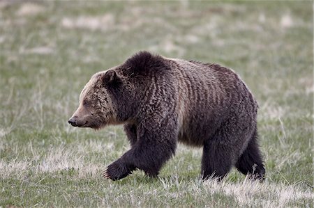 simsearch:841-06446818,k - Grizzly Bear (Ursus arctos horribilis) walking, Yellowstone National Park, Wyoming, United States of America, North America Stock Photo - Rights-Managed, Code: 841-06446826