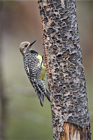 Female Williamson's sapsucker (Sphyrapicus thyroideus) on a feeding tree, Yellowstone National Park, Wyoming, United States of America, North America Stock Photo - Rights-Managed, Code: 841-06446827