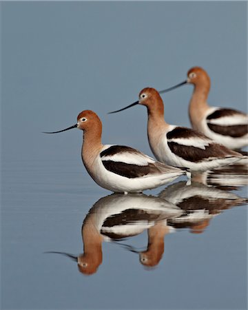 simsearch:841-06446818,k - Three American avocet (Recurvirostra americana), Yellowstone National Park, Wyoming, United States of America, North America Stock Photo - Rights-Managed, Code: 841-06446822