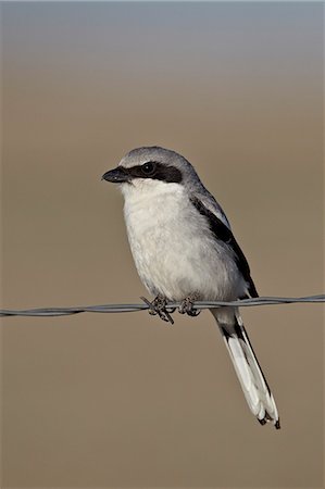 Loggerhead shrike (Lanius ludovicianus), Pawnee National Grassland, Colorado, United States of America, North America Stock Photo - Rights-Managed, Code: 841-06446833