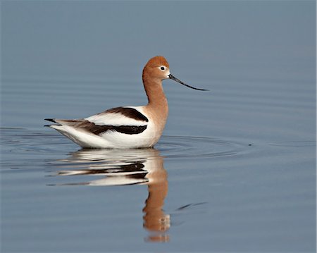 simsearch:841-03674388,k - American avocet (Recurvirostra americana), Yellowstone National Park, Wyoming, United States of America, North America Stock Photo - Rights-Managed, Code: 841-06446848