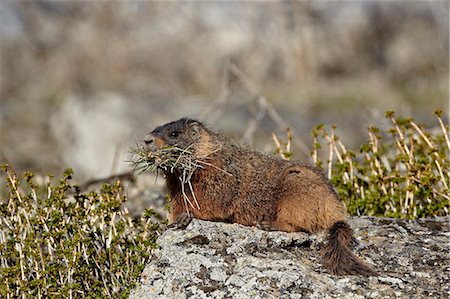 simsearch:841-07913862,k - Yellow-bellied marmot (yellowbelly marmot) (Marmota flaviventris) with nesting material, Yellowstone National Park, Wyoming, United States of America, North America Stock Photo - Rights-Managed, Code: 841-06446849