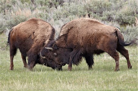 Bison (Bison bison) cows sparring, Yellowstone National Park, Wyoming, United States of America, North America Stock Photo - Rights-Managed, Code: 841-06446864