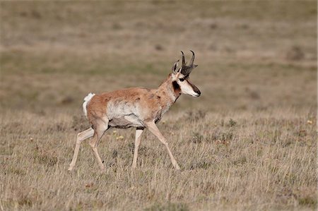 simsearch:841-06446818,k - Male pronghorn (Antilocapra americana), Pawnee National Grassland, Colorado, United States of America, North America Stock Photo - Rights-Managed, Code: 841-06446876