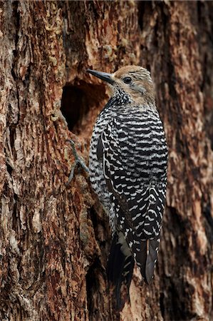 simsearch:841-06446818,k - Female Williamson's sapsucker (Sphyrapicus thyroideus) at its nest hole, Yellowstone National Park, Wyoming, United States of America, North America Stock Photo - Rights-Managed, Code: 841-06446871