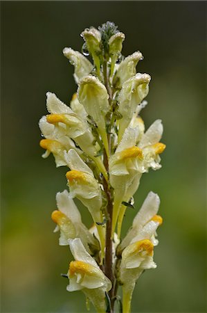 Butter-and-eggs (common toadflax) (yellow toadflax) (Linaria vulgaris), San Juan National Forest, Colorado, United States of America, North America Stock Photo - Rights-Managed, Code: 841-06446918