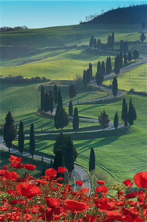 simsearch:841-07082113,k - Winding road and poppies, Montichiello, Tuscany, Italy, Europe Stock Photo - Rights-Managed, Code: 841-06447026