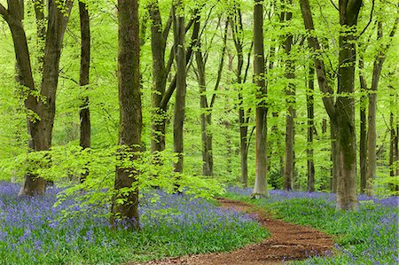 Bluebell carpet in a beech woodland, West Woods, Wiltshire, England, United Kingdom, Europe Stock Photo - Rights-Managed, Code: 841-06447557
