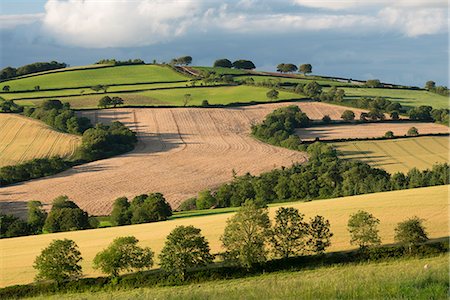 simsearch:841-07783086,k - Rolling countryside in summer time, near Crediton, Devon, England, United Kingdom, Europe Foto de stock - Con derechos protegidos, Código: 841-06447599
