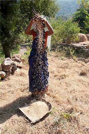 pictures of agriculture in asia - Young Saura tribeswoman winnowing village crop of newly harvested rice by hand, Orissa, India, Asia Stock Photo - Rights-Managed, Code: 841-06447670