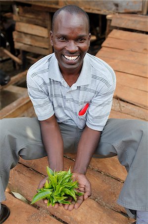 David Mucangi Mbogoh showing tea leaves on a farm he runs financed by a loan from BIMAS microcredit, Kathangiri, Kenya, East Africa, Africa Stock Photo - Rights-Managed, Code: 841-06448156