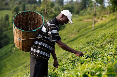 pluck - Farmer Lincoln Kimanthi Mugo picking tea, Kathangiri, Kenya, East Africa, Africa Stock Photo - Rights-Managed, Code: 841-06448157