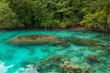 Giant clams in the clear waters of the Marovo Lagoon, Solomon Islands, Pacific Stock Photo - Rights-Managed, Code: 841-06448243