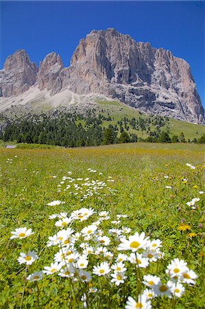 simsearch:841-06448891,k - Sassolungo Group and daisies, Sella Pass, Trento and Bolzano Provinces, Italian Dolomites, Italy, Europe Stock Photo - Rights-Managed, Code: 841-06448828